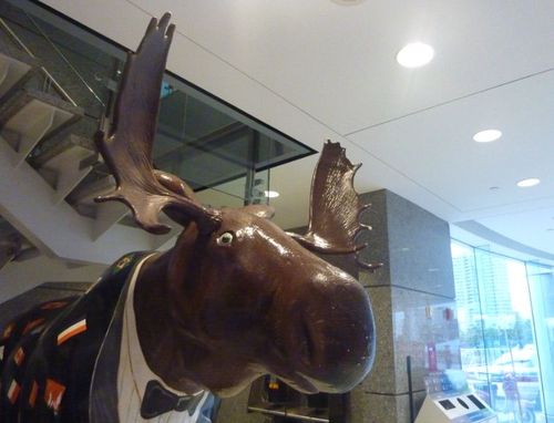 Moose1