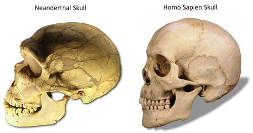 Skull