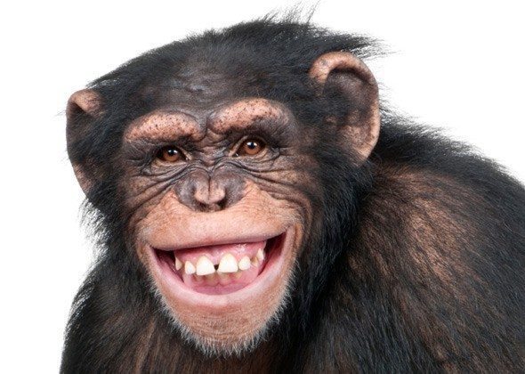 Smiling monkey