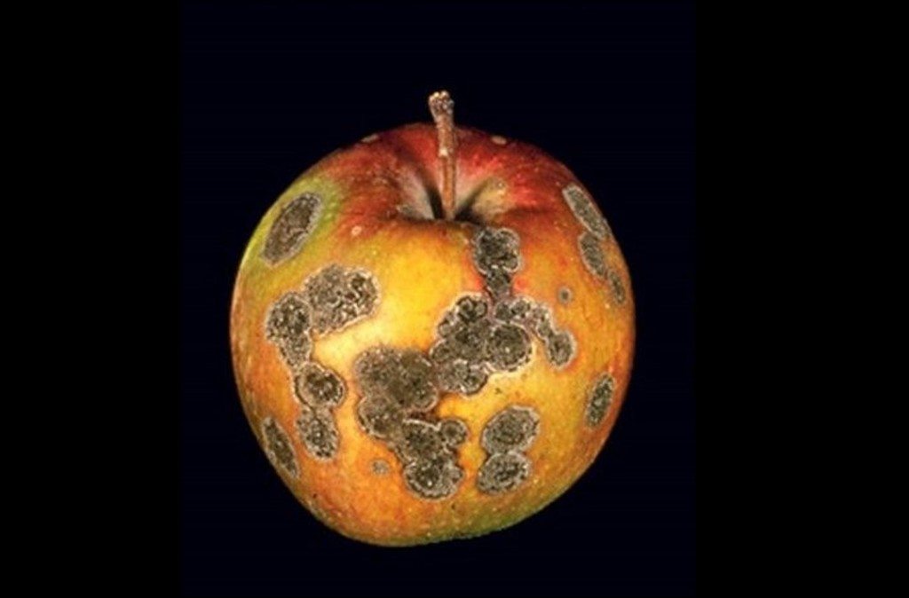 Rotten Apple